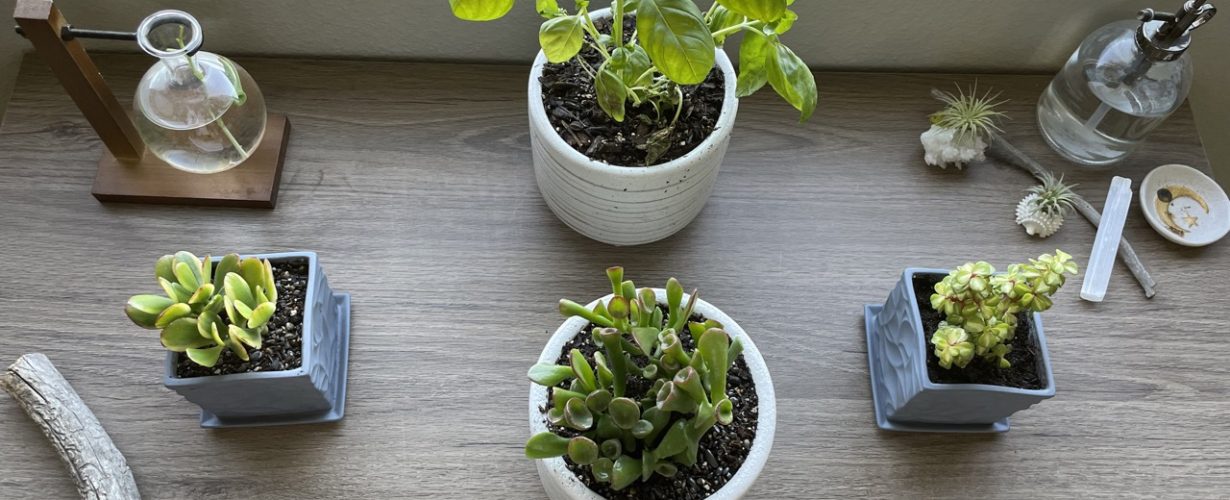 Plants in Pots on Desk with Propagation Station and Crystals - Sit, Breathe, Balance.