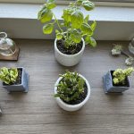 Plants in Pots on Desk with Propagation Station and Crystals - Sit, Breathe, Balance.