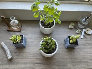 Plants in Pots on Desk with Propagation Station and Crystals - Sit, Breathe, Balance.