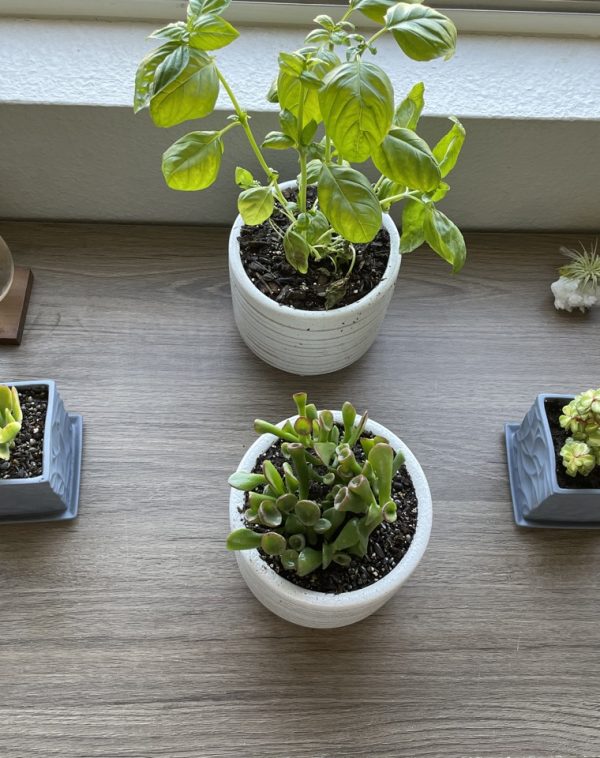 Plants in Pots on Desk with Propagation Station and Crystals - Sit, Breathe, Balance.